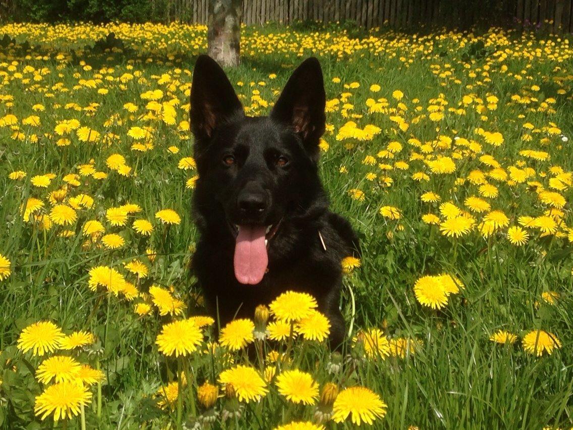 Schæferhund Nelly *AKA* Terroristen. billede 2