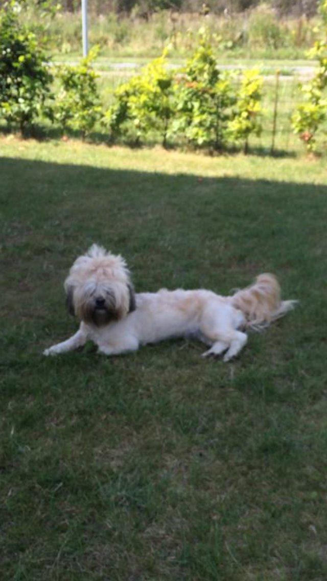 Shih tzu Tinka - tinka hygger i sin nye have<3 billede 41