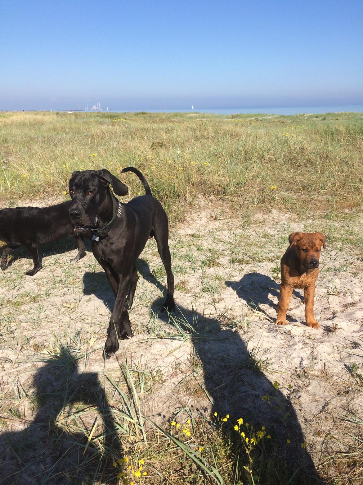 Blanding af racer ArNold<3 - arnolde på strantur<3 billede 38