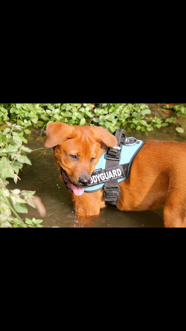 Blanding af racer ArNold<3 - arnold elsker vand <3 billede 16