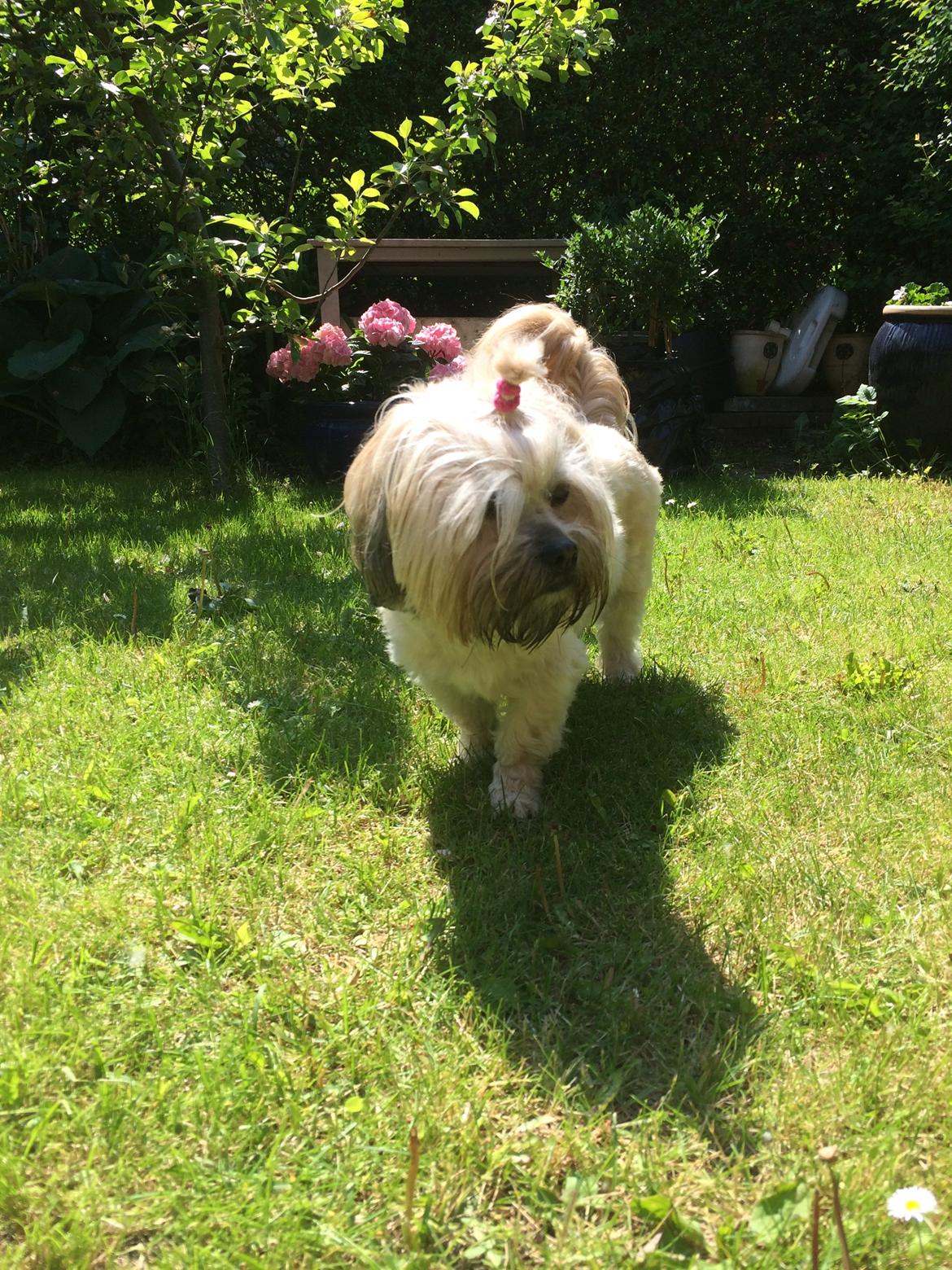 Shih tzu Tinka billede 43