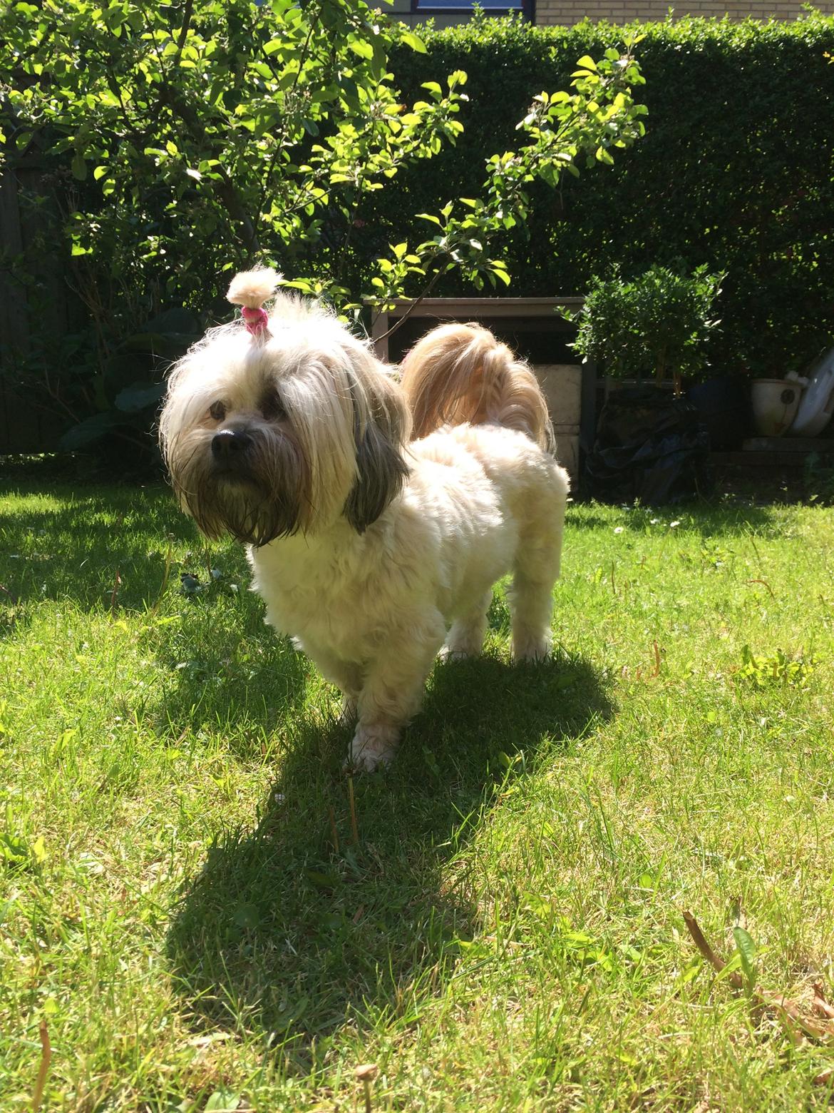 Shih tzu Tinka billede 44