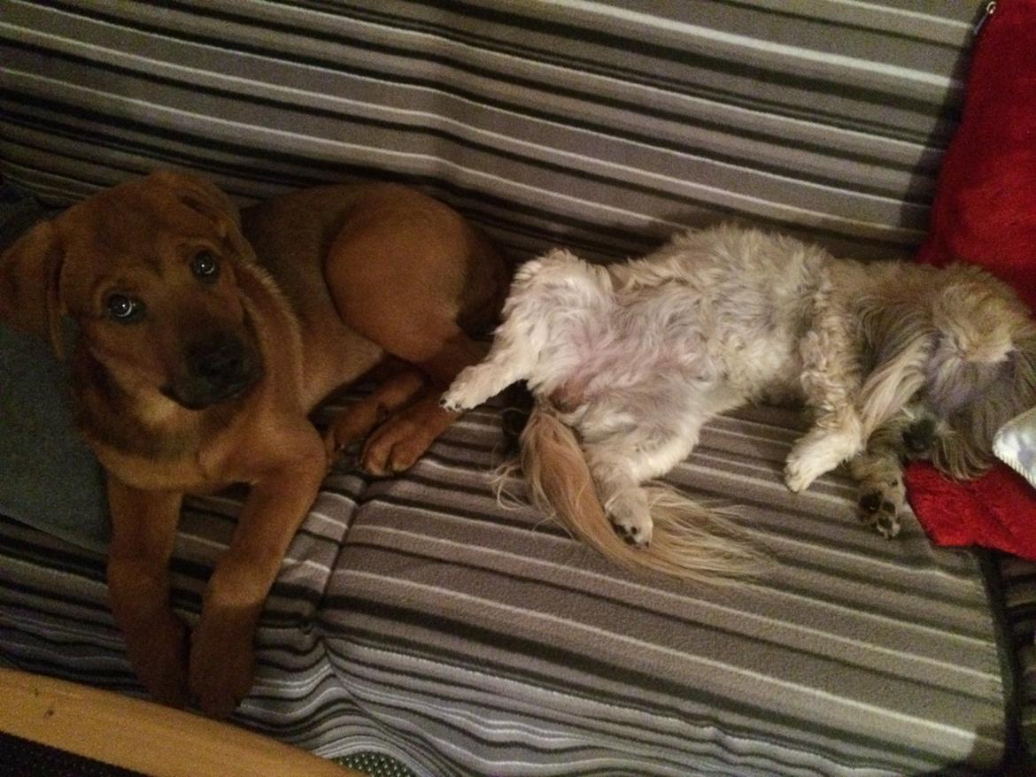 Shih tzu Tinka billede 47