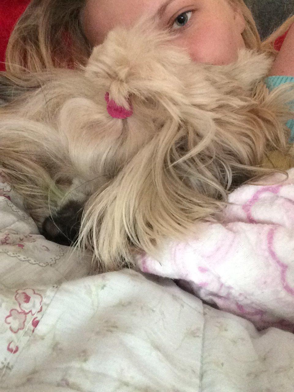 Shih tzu Tinka billede 50