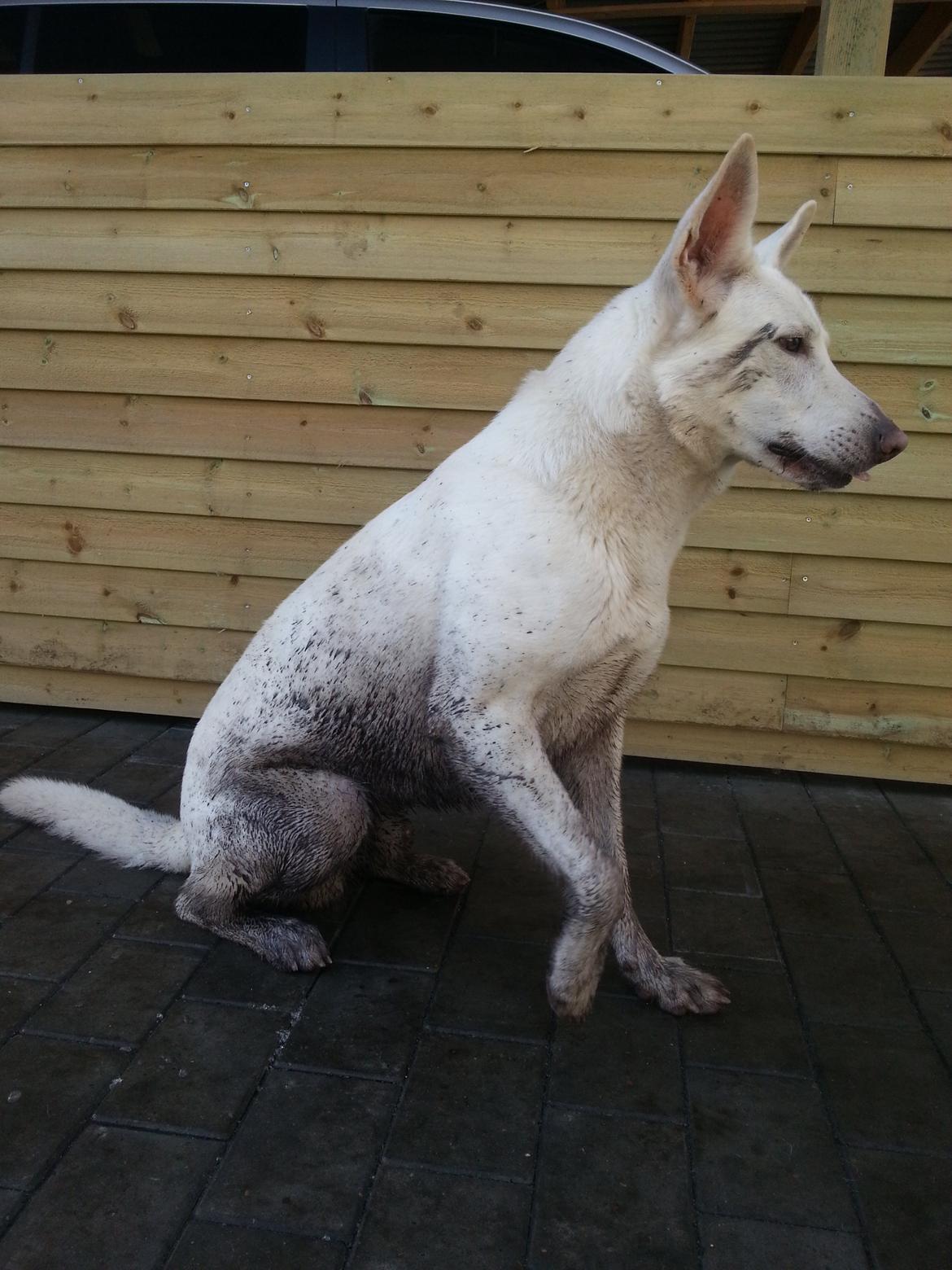 Hvid schæfer Rocky billede 7