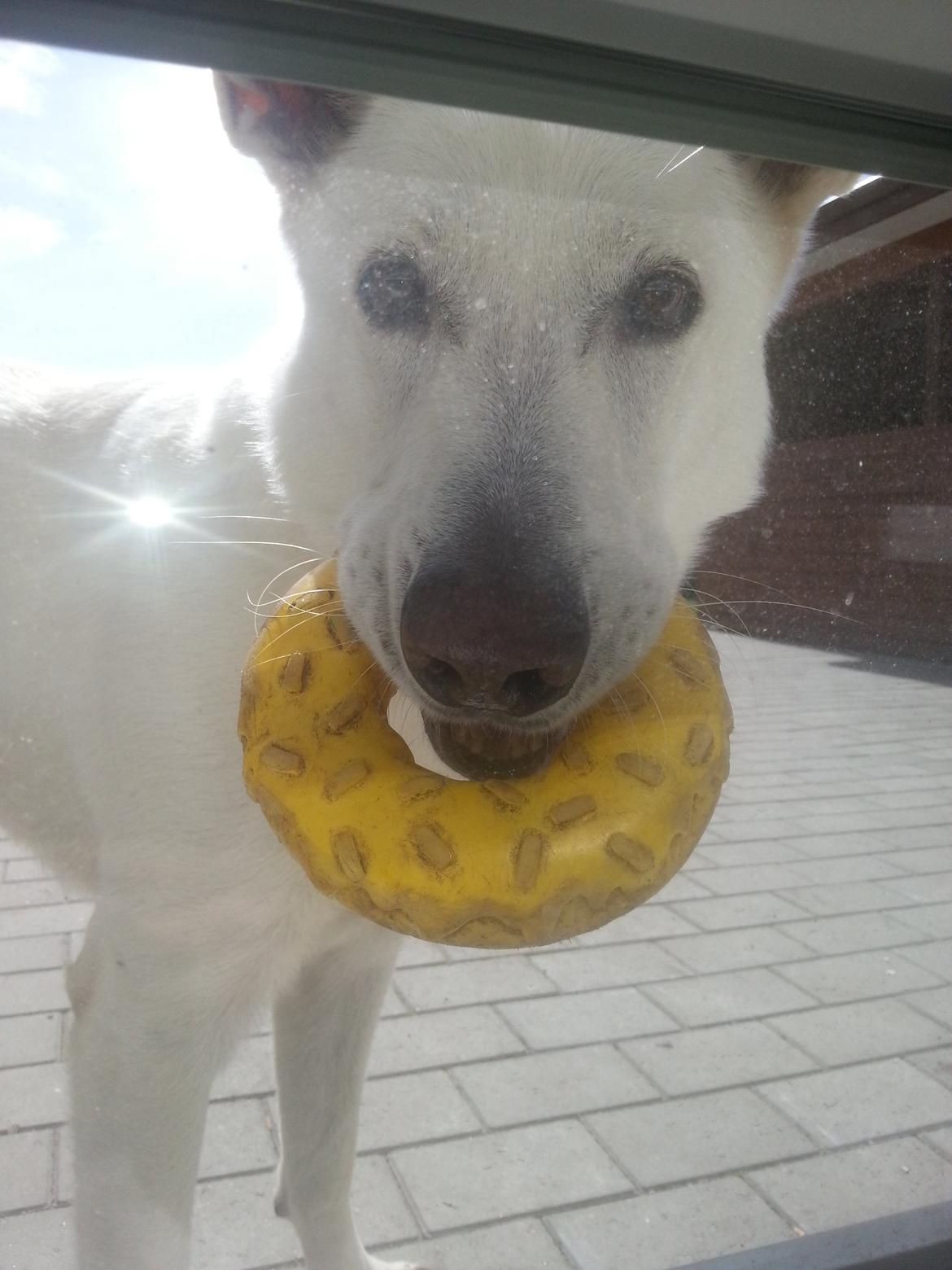 Hvid schæfer Rocky - Kigger ind af vinduet  billede 9