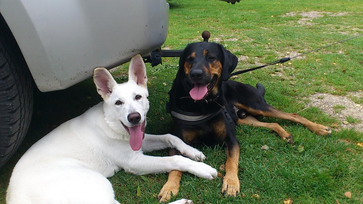 Hvid schæfer Rocky - Gåtur med Kenzo billede 16