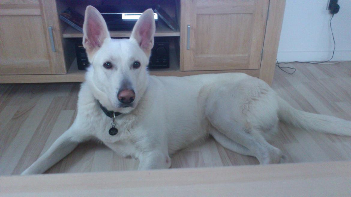 Hvid schæfer Rocky billede 13