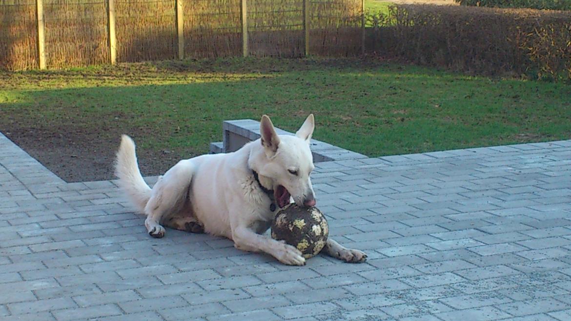 Hvid schæfer Rocky billede 11