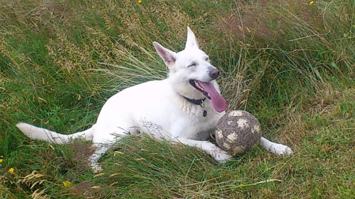 Hvid schæfer Rocky billede 12