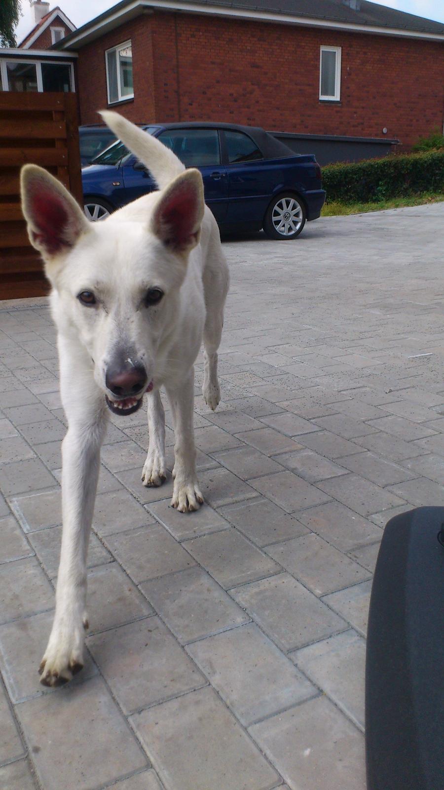 Hvid schæfer Rocky billede 14