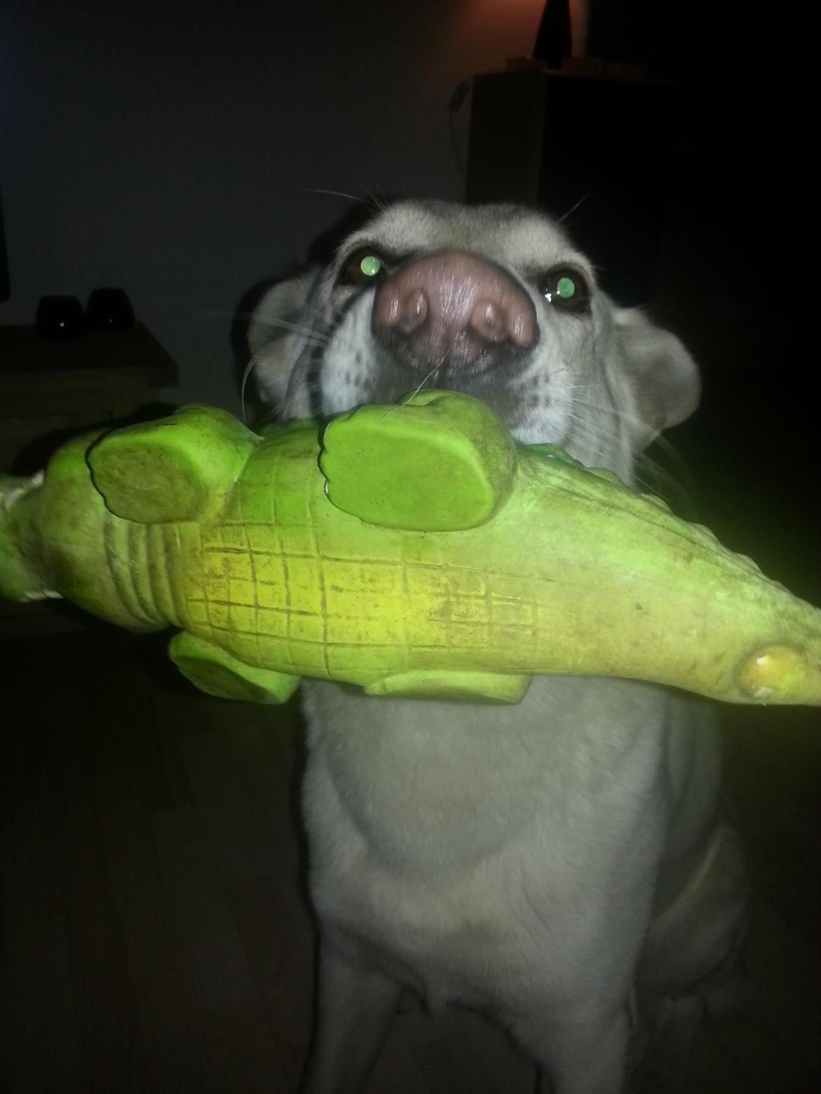 Hvid schæfer Rocky - Skal lige vise min "dille" billede 8