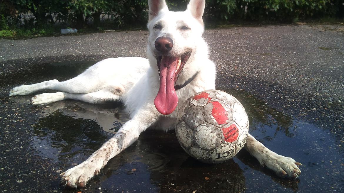 Hvid schæfer Rocky - Spillet bold med far billede 10