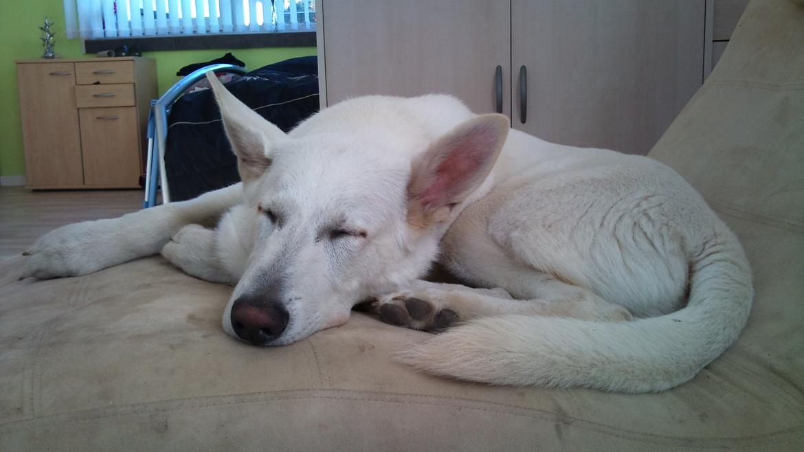 Hvid schæfer Rocky billede 15