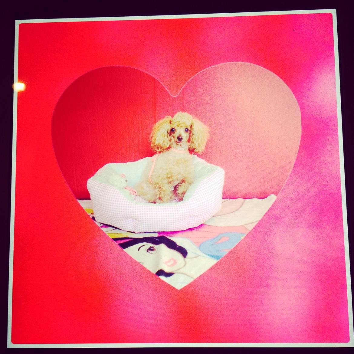 Mellempuddel Golden Honny Moon  - honny i sine unge dage billede 2