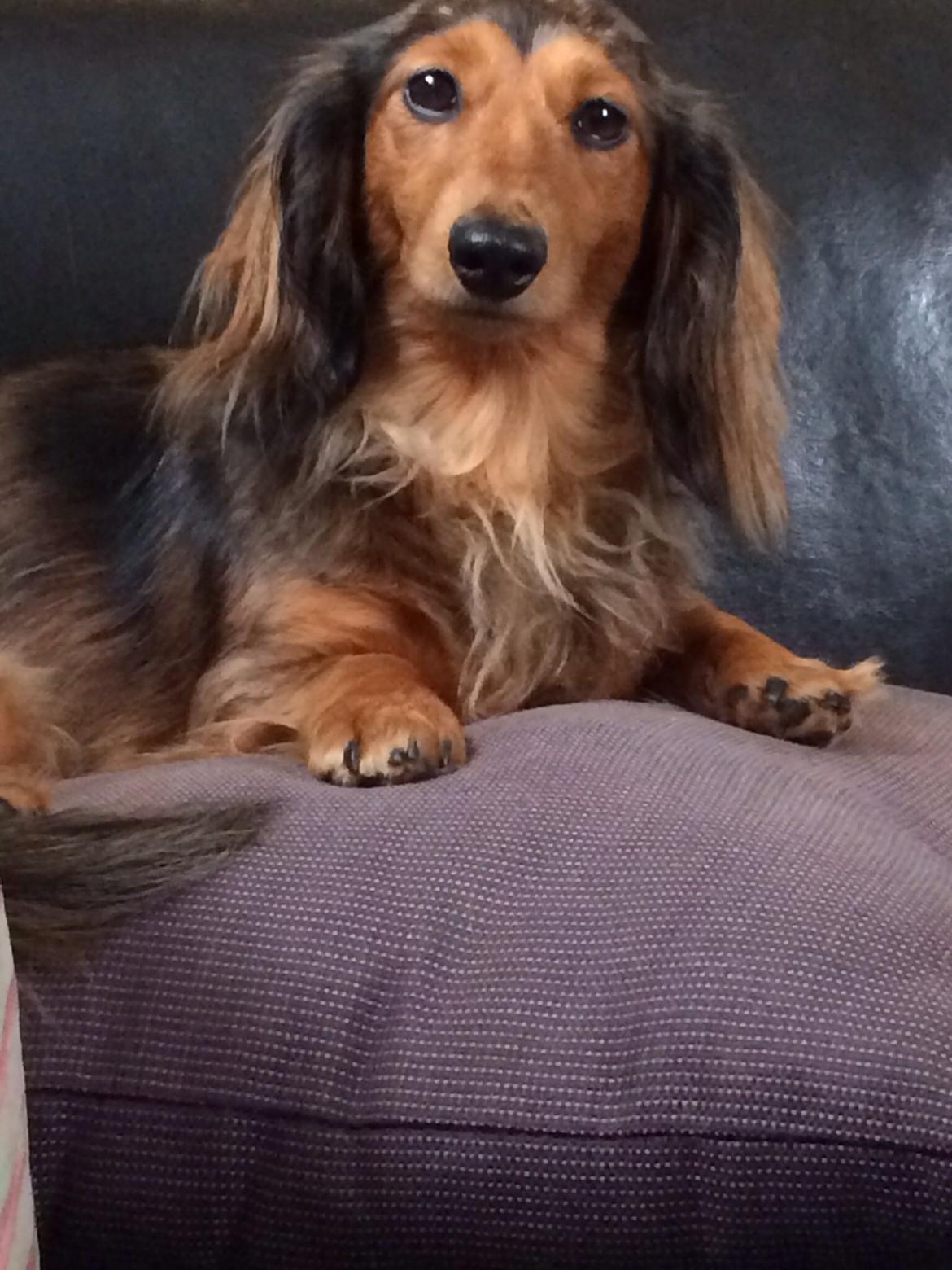 Gravhund Pippi billede 1