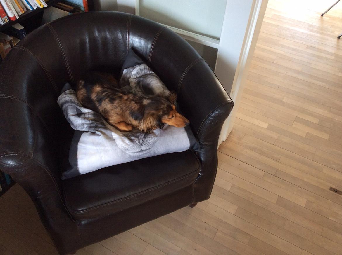 Gravhund Pippi billede 2