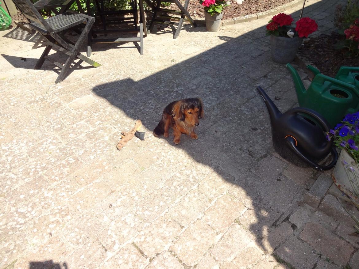 Gravhund Pippi billede 3