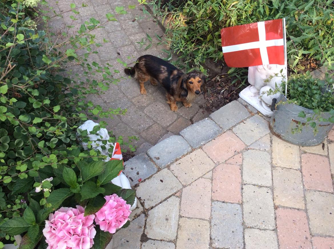 Gravhund Pippi billede 4