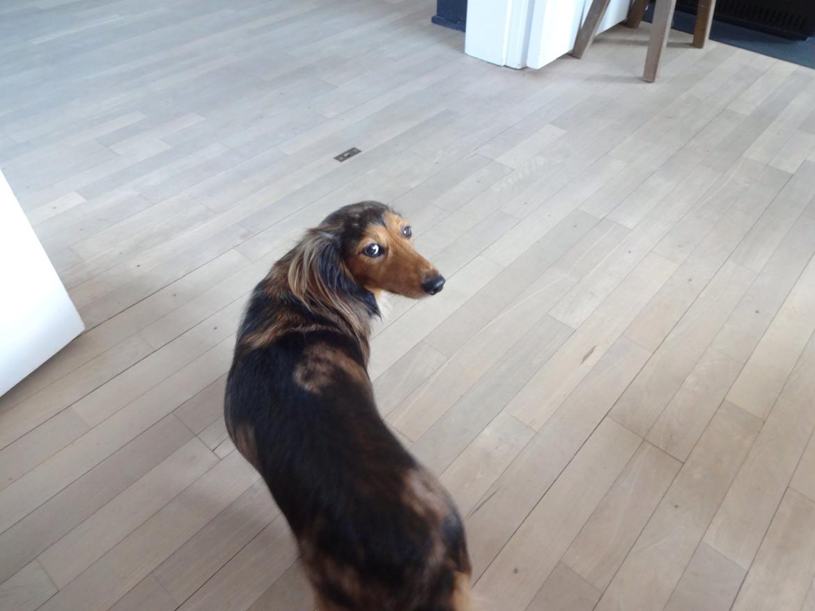 Gravhund Pippi billede 5