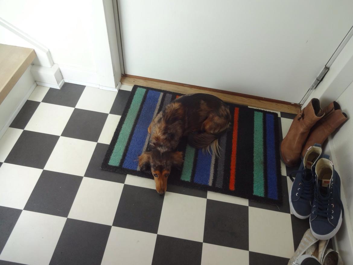 Gravhund Pippi billede 6