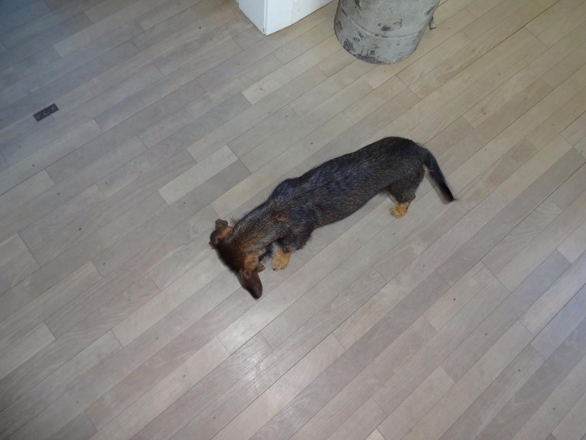 Gravhund Molly billede 1