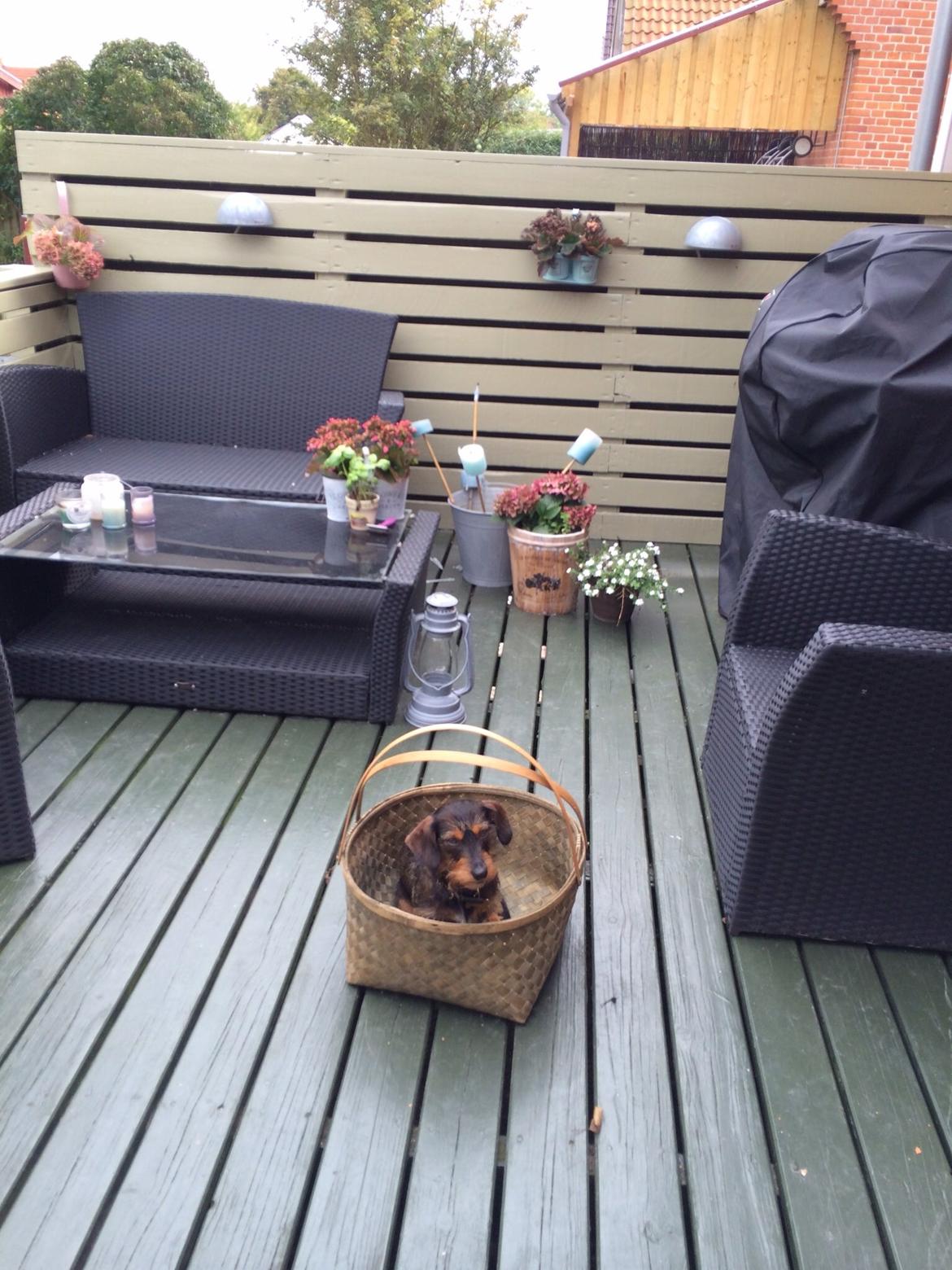 Gravhund Molly billede 2