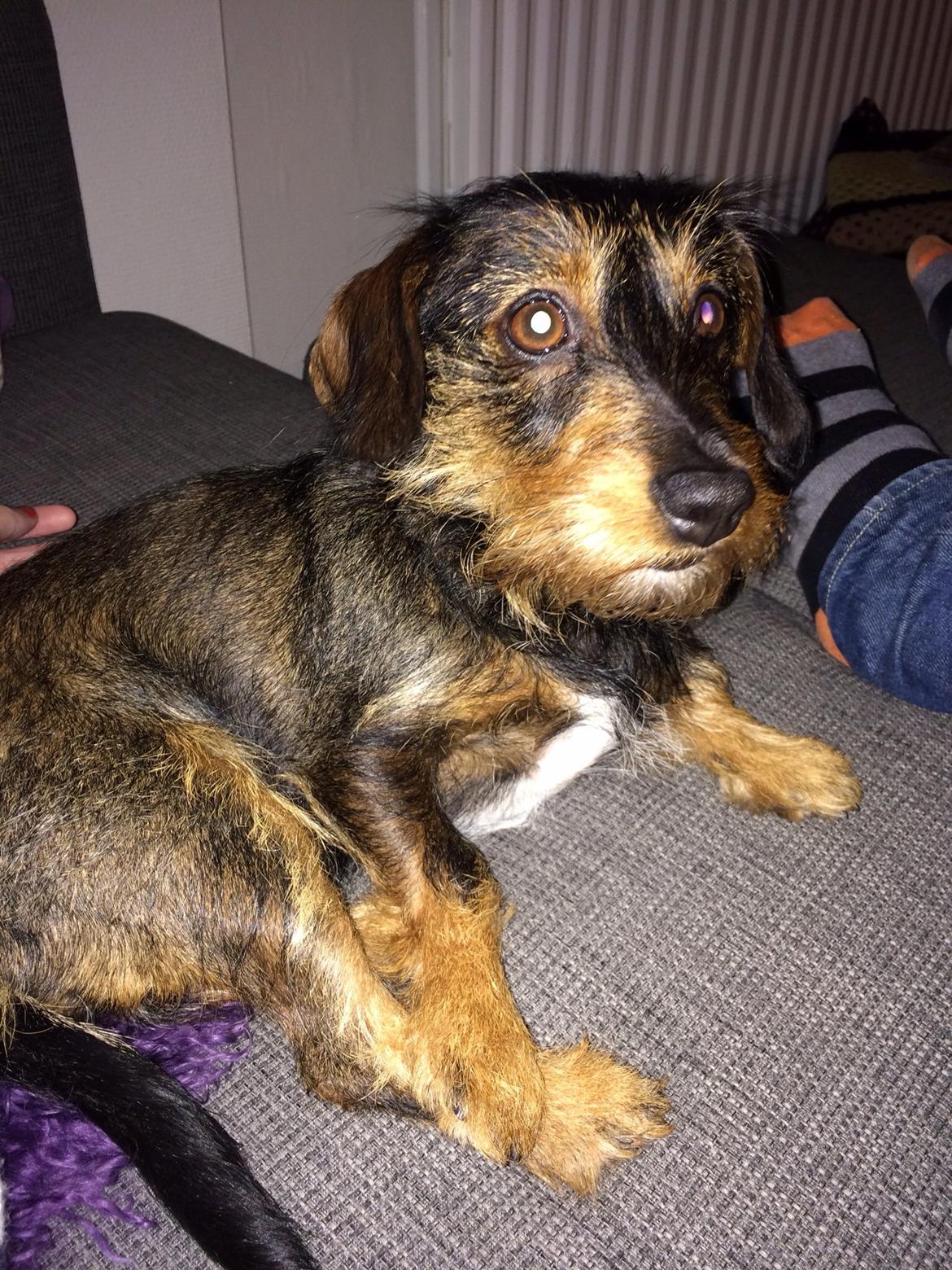 Gravhund Molly billede 3