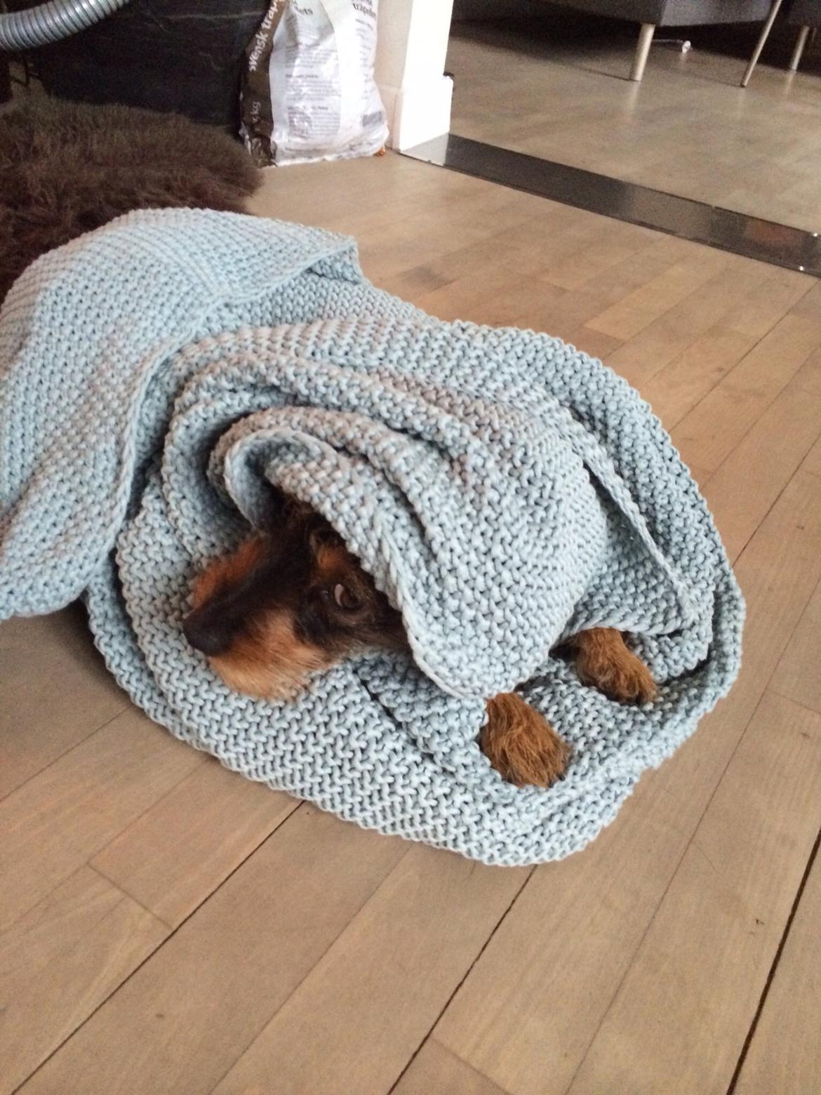 Gravhund Molly billede 4