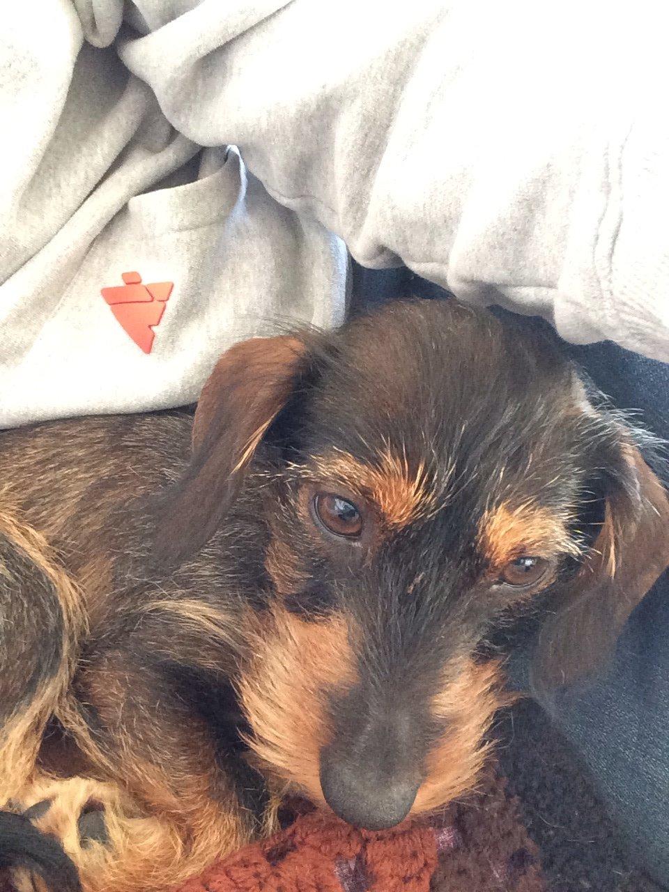 Gravhund Molly billede 5