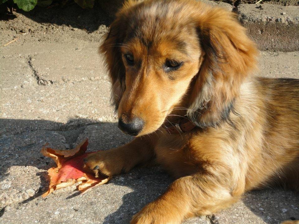 Gravhund Pippi billede 8