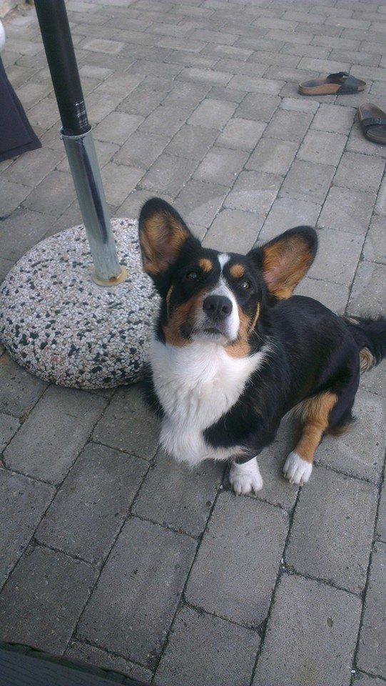 Welsh corgi cardigan Byrks Snickers billede 1