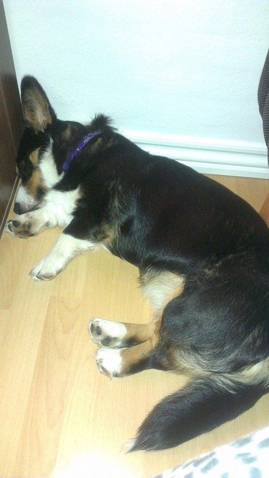 Welsh corgi cardigan Byrks Snickers billede 2