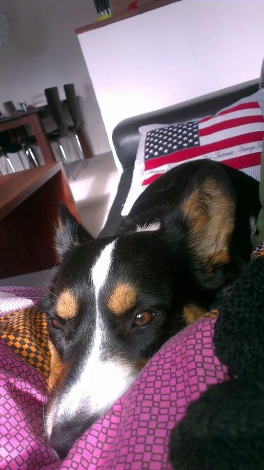 Welsh corgi cardigan Byrks Snickers billede 3