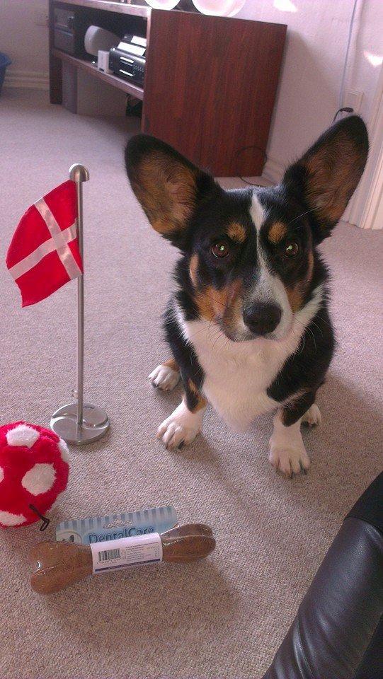 Welsh corgi cardigan Byrks Snickers billede 4