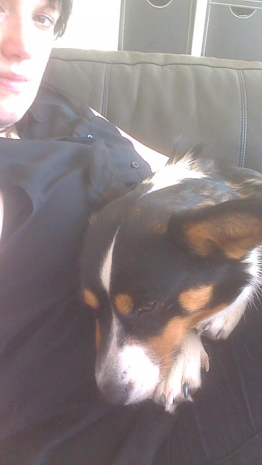 Welsh corgi cardigan Byrks Snickers billede 5