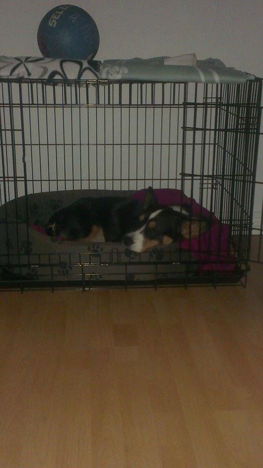 Welsh corgi cardigan Byrks Snickers billede 6