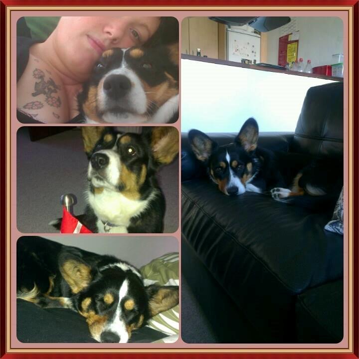 Welsh corgi cardigan Byrks Snickers billede 7