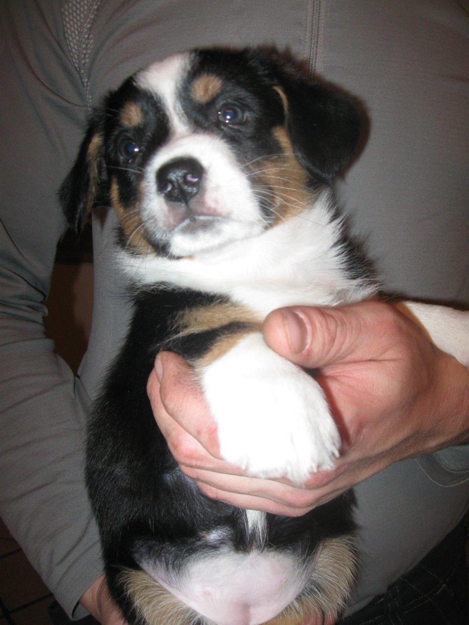 Welsh corgi cardigan Byrks Snickers billede 8