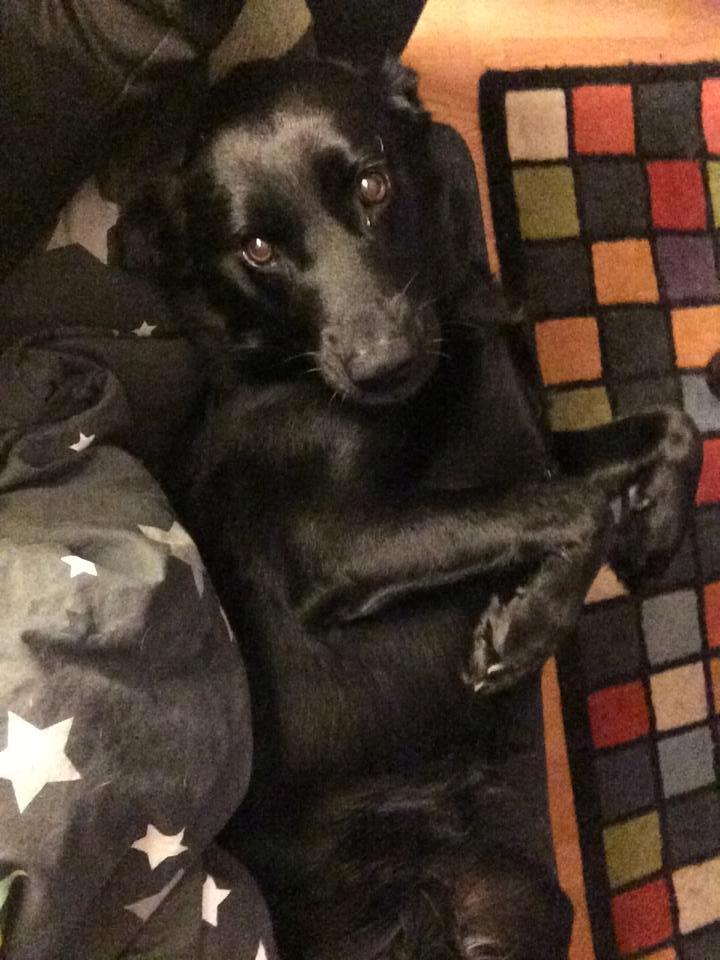 Blanding af racer Keiko - De øjne der - jeg kan slet ikke stå for dem! billede 15