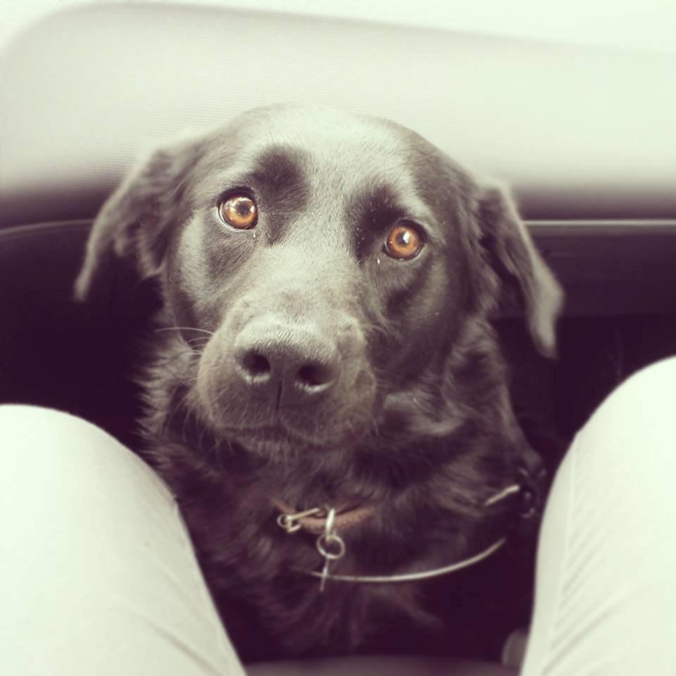 Blanding af racer Keiko - Kan stirre i hendes øjne i timevis. Hun er så kærlig, venlig og blid.  billede 10