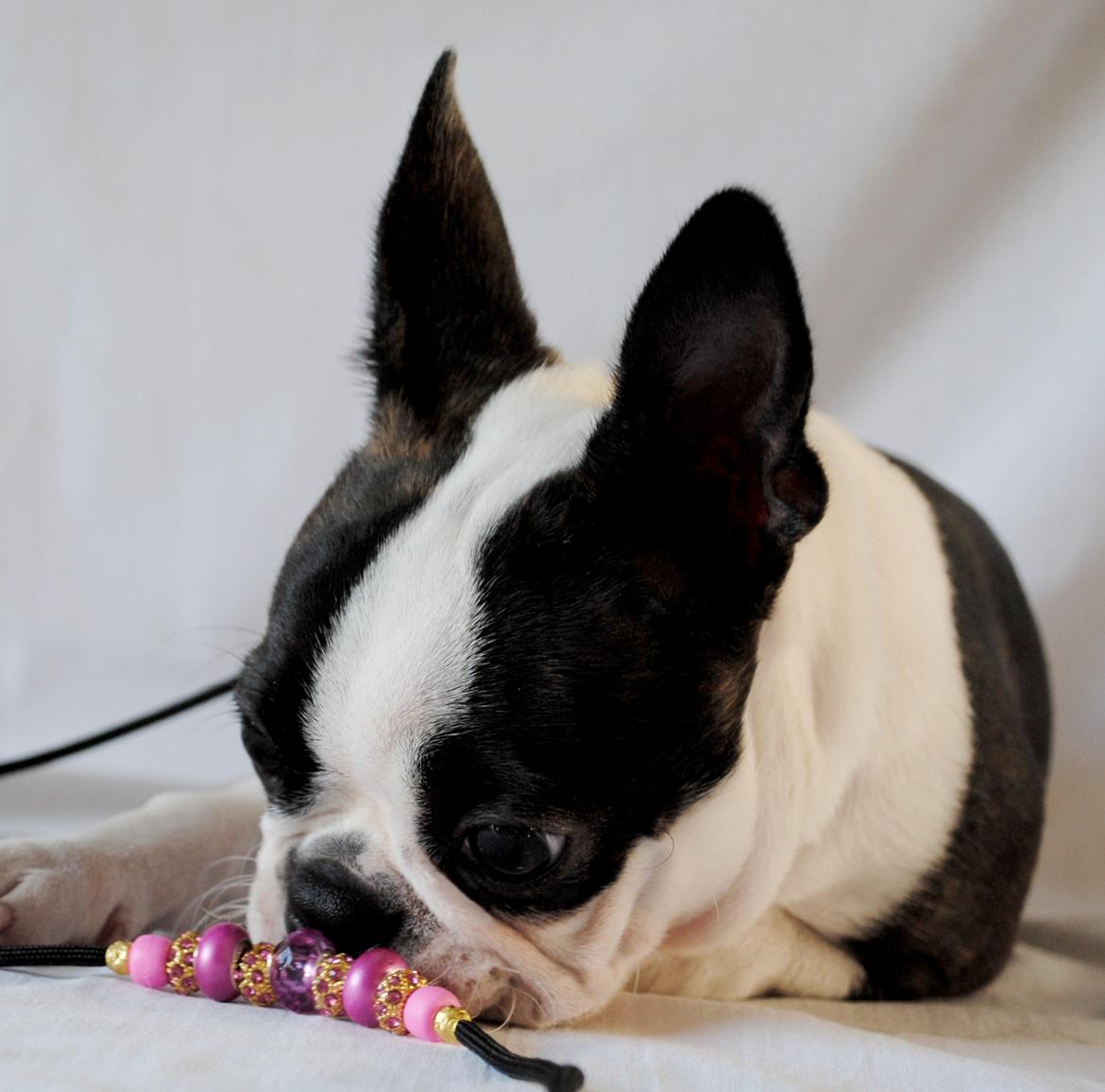 Boston terrier ZARA STYLE AND CHIC Torques - Line fra Zstyle Showleads billede 11