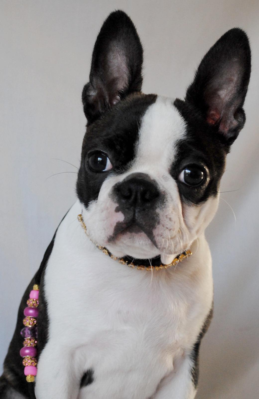 Boston terrier ZARA STYLE AND CHIC Torques - Line fra Zstyle Showleads billede 12
