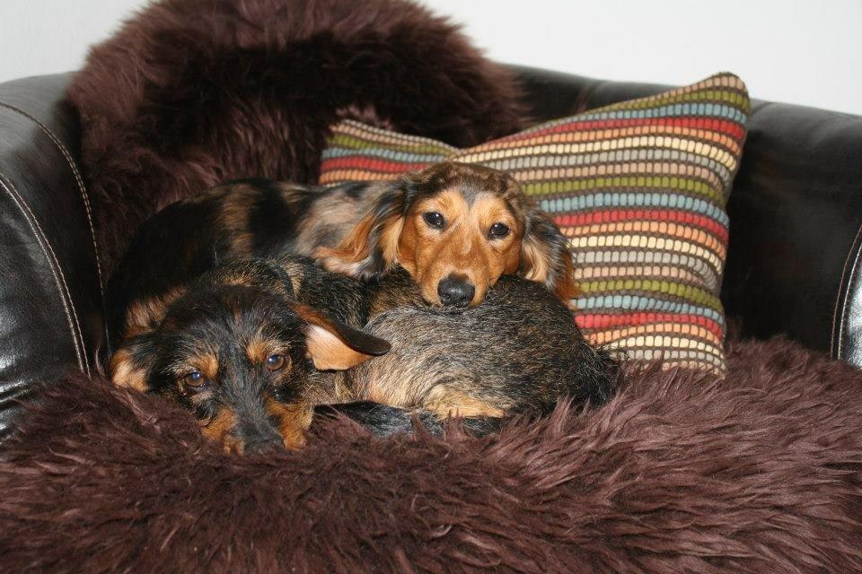 Gravhund Molly billede 6