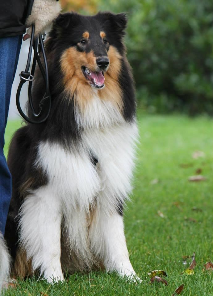 Collie langhåret Lapinette’s Fire It Up - Liam d. 25.10.2014 - 10 mdr gammel billede 9