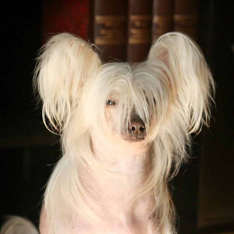 Chinese crested hårløs Silas - Morgensur Silas :P billede 40