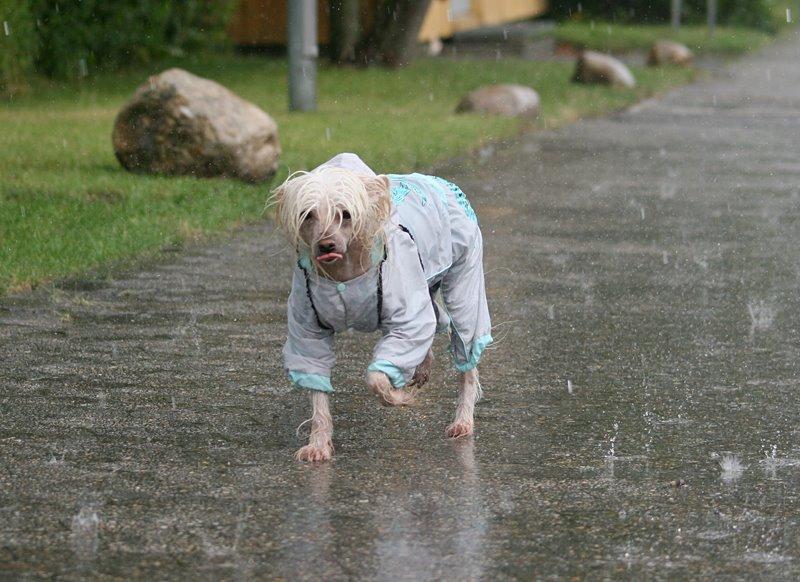 Chinese crested hårløs Silas billede 42