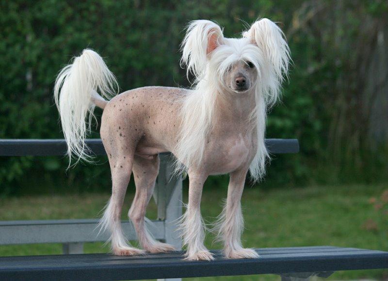 Chinese crested hårløs Silas billede 43