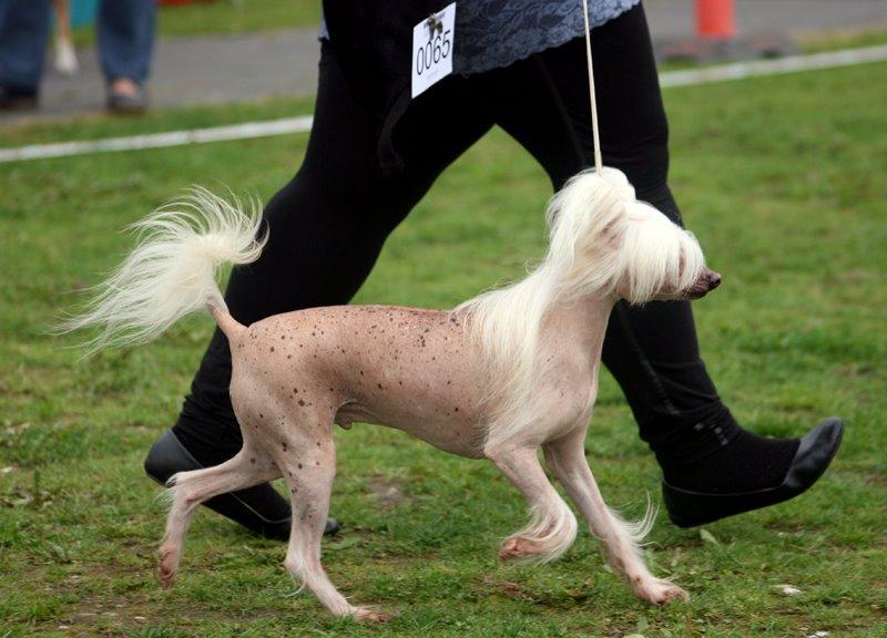 Chinese crested hårløs Silas - Til skue på Havnefronten i Aalborg - 2014 billede 41