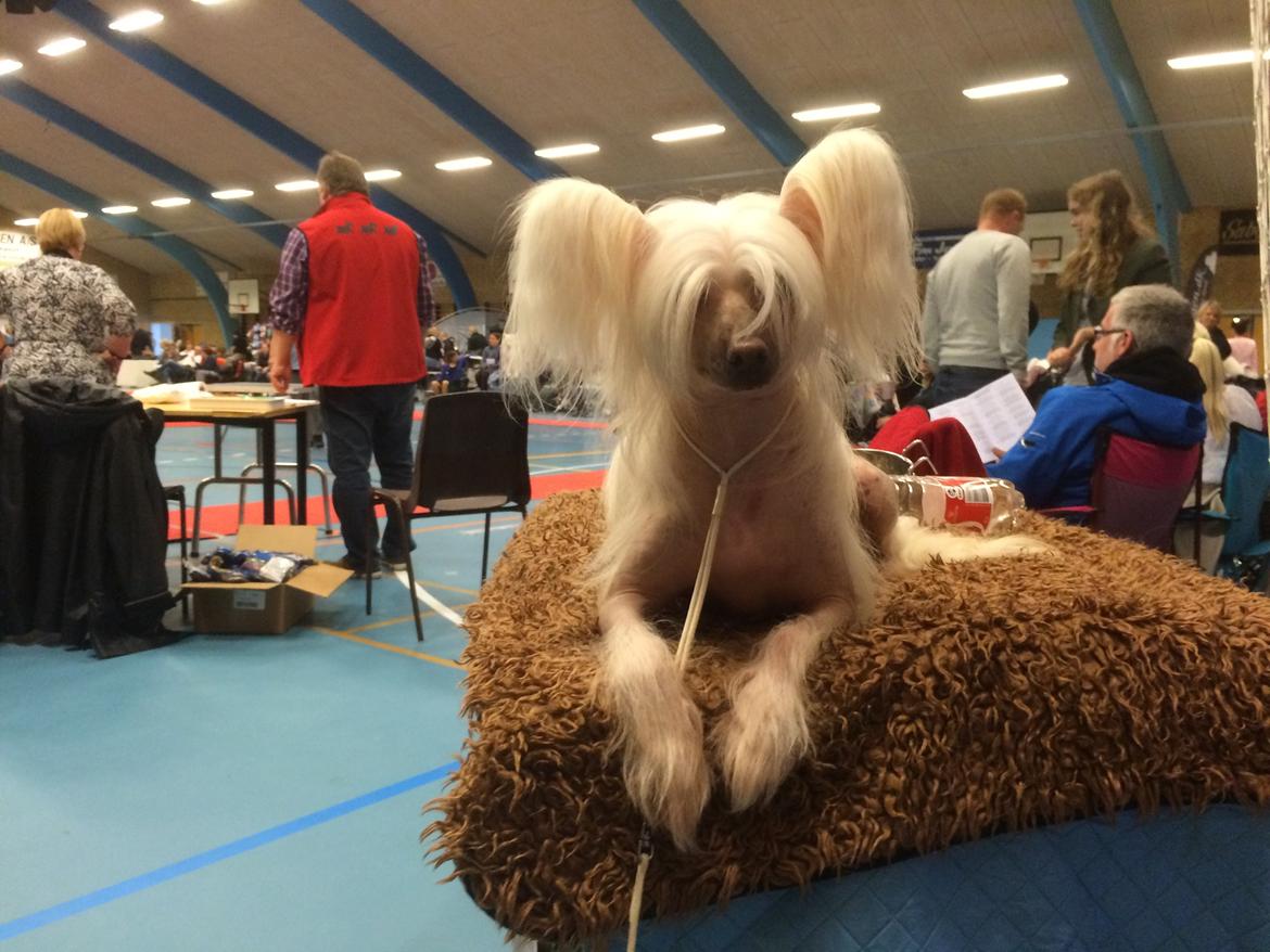Chinese crested hårløs Silas - Til skue i Sæby - 2014 billede 44